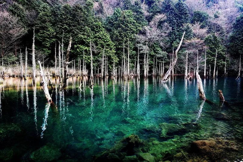 🌸 이치노마타 벚꽃 공원(이치노마타사쿠라 코엔) 이미지 2